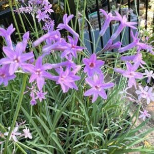 TULBAGHIA-GARLIC_GardenView-Nursery