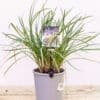 TULBAGHIA GARLIC_GardenView Nursery