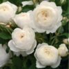claire-austin_GardenView-Nursery