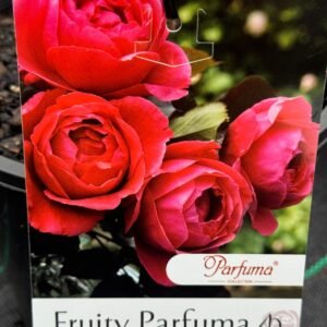 fruity-parfuma_GardenView-Nursery