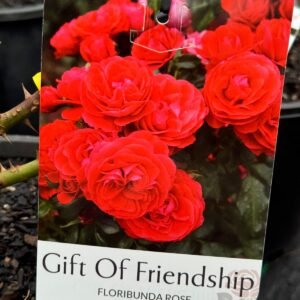 gift-of-friendship_GardenView-Nursery