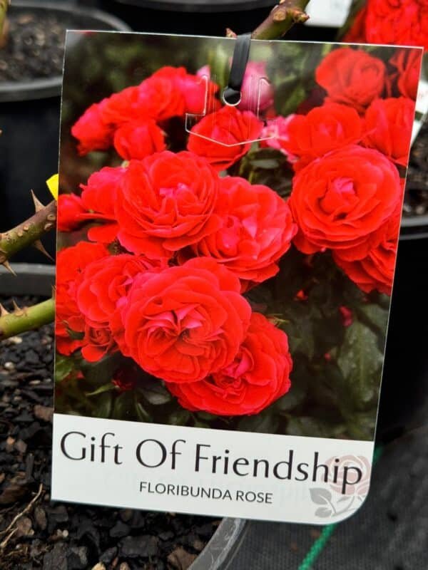 Gardenview plant nursery gift-of-friendship_gardenview-nursery