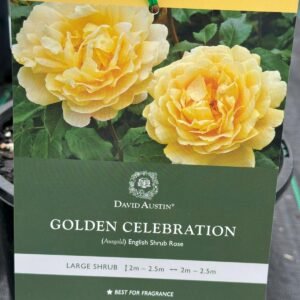 golden celebration_GardenView Nursery