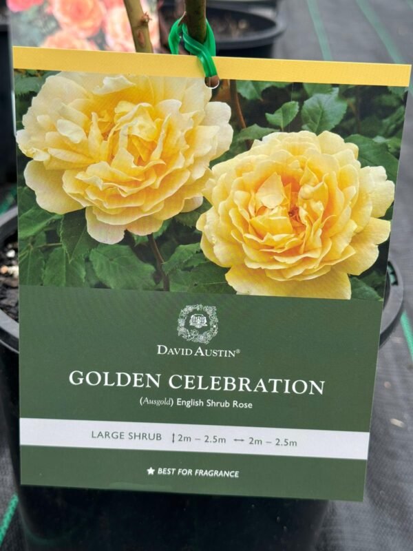 Gardenview plant nursery golden celebration_gardenview nursery