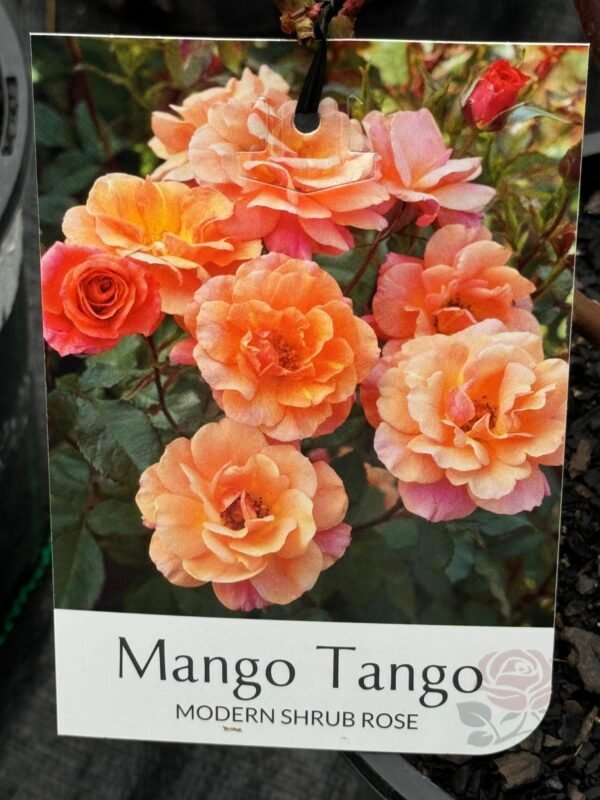 Gardenview plant nursery mango tango_gardenview nursery