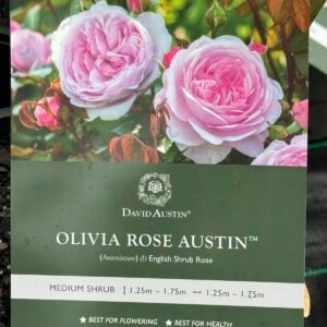 Gardenview plant nursery olivia-rose-austin_gardenview-nursery