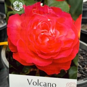 volcano rose_GardenView Nursery