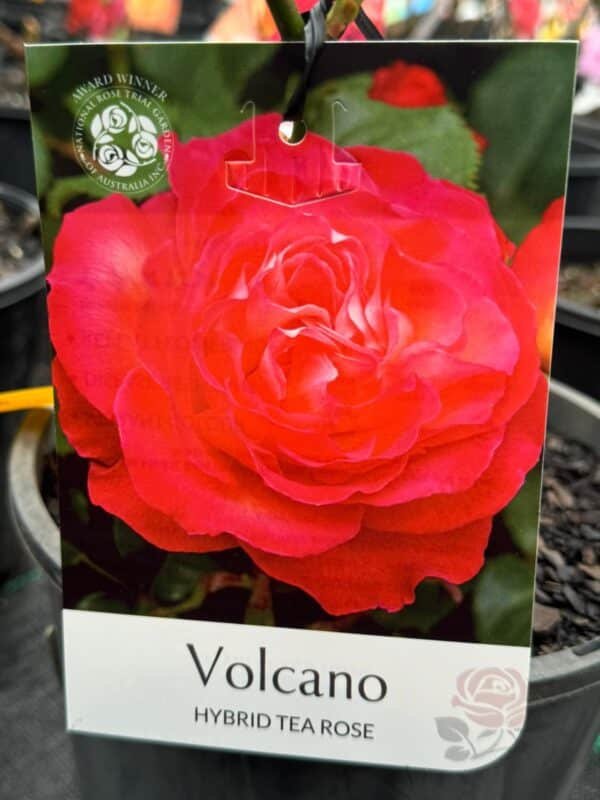 Gardenview plant nursery volcano rose_gardenview nursery