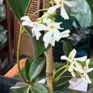 Trachelospermum-Jasminoides-Garden-View-Nursery