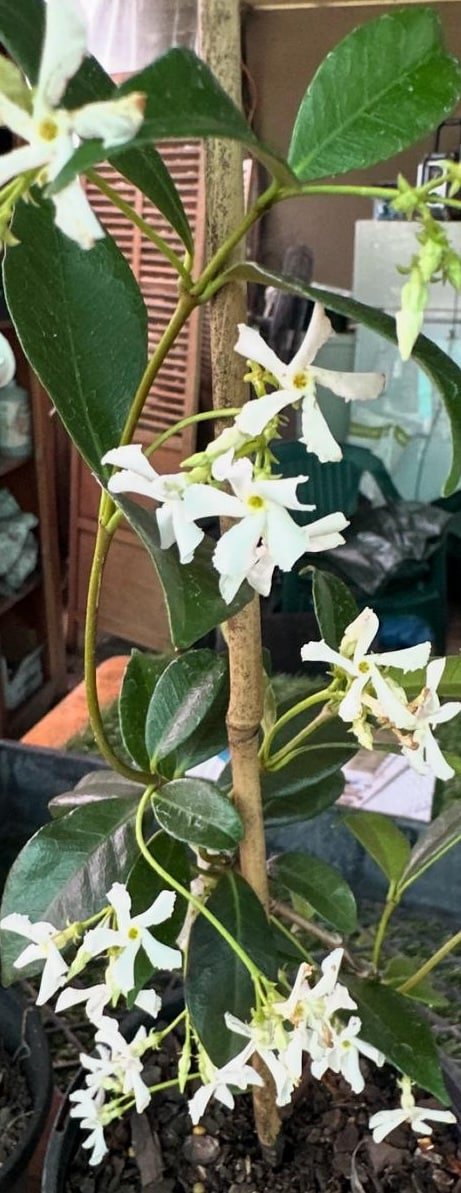 Trachelospermum-Jasminoides-Garden-View-Nursery