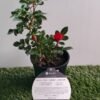 Rose Zepeti 1 GardenView Nursery - GardenView Plant Nursery
