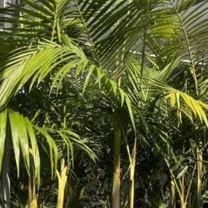 Archontophoenix Alexandrae_GardenView Nursery