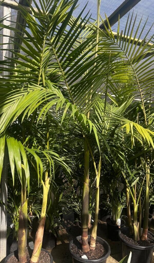 Archontophoenix Alexandrae_GardenView Nursery