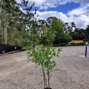 Gardenview plant nursery bamboo taxtiles_gardenview nursery