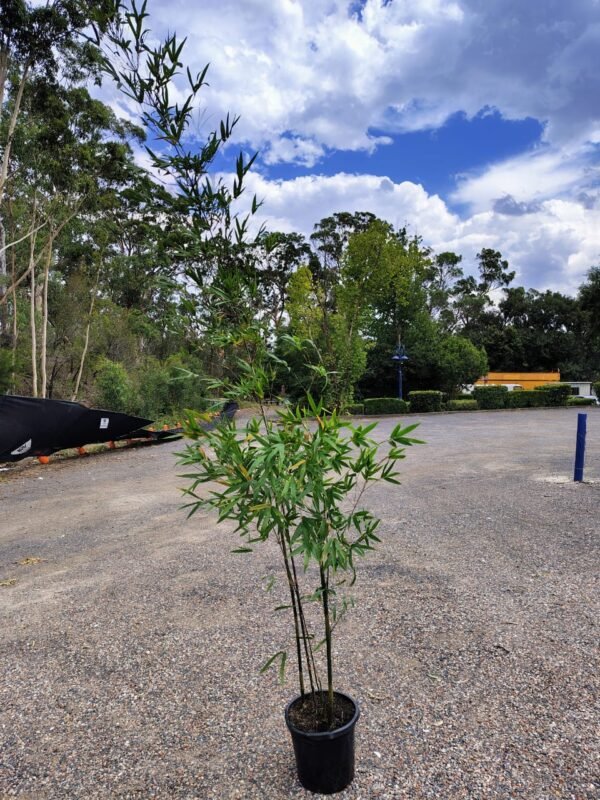 Gardenview plant nursery bamboo taxtiles_gardenview nursery