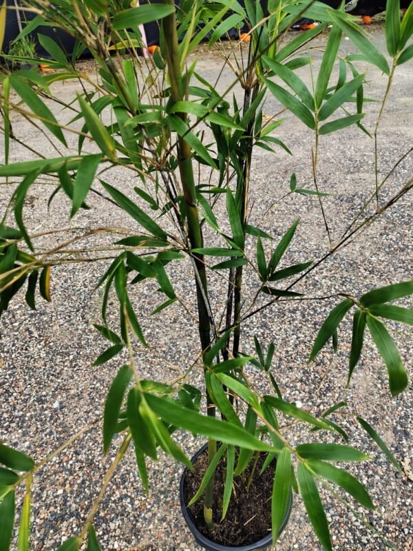 Gardenview plant nursery bamboo taxtiles_gardenview nursery