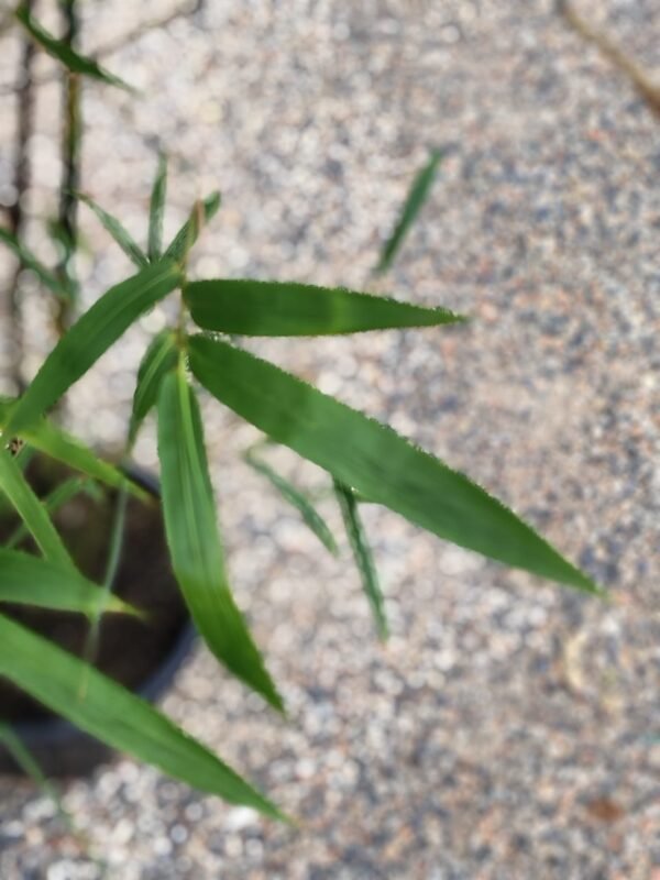 Gardenview plant nursery bamboo taxtiles_gardenview nursery