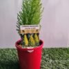 Cupressus Lemon Scent_GardenView Nursery