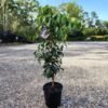 Ficus Midnight Beauty_GardenView Nursery