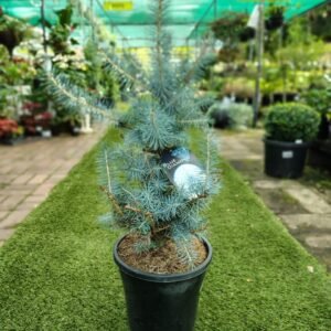 Gardenview plant nursery picea pungens blue diamond_gardenview nursery