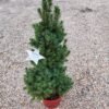 Picea Glauca Christmas Star_GardenView Nursery