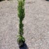 Juniperus Spartan_GardenView Nursery