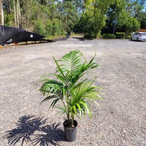 Gardenview plant nursery kentia palm_gardenview nursery