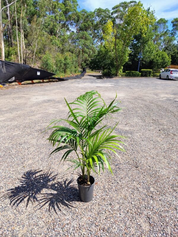 Gardenview plant nursery kentia palm_gardenview nursery