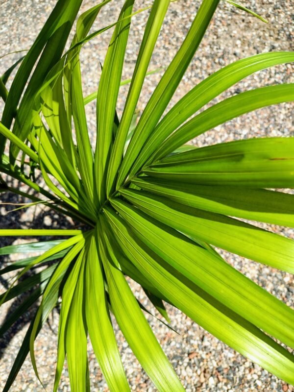 Gardenview plant nursery kentia palm_gardenview nursery