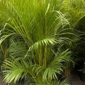 Palm