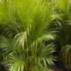 Kentia-Palm_GardenView-Nursery