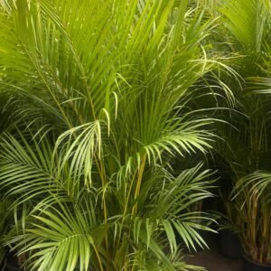 Kentia-Palm_GardenView-Nursery