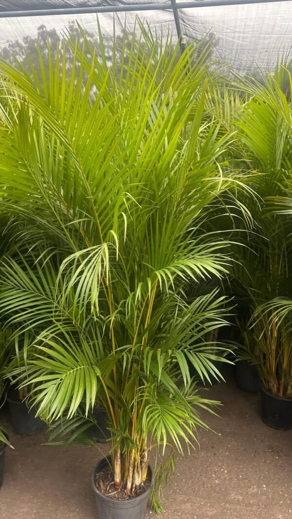 Kentia-Palm_GardenView-Nursery