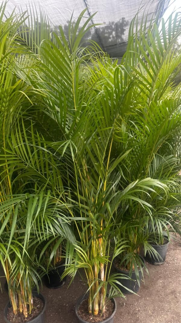 Kentia-Palm_GardenView-Nursery