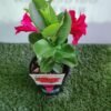 Mandevilla Mixed_GardenView Nursery