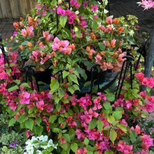 Bougainvillea-Garden-View-Nursery