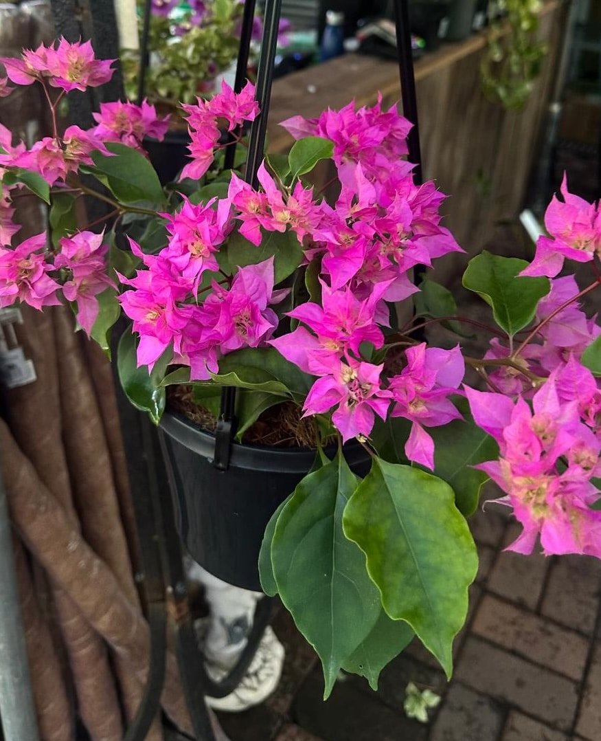 Bougainvillea-Garden-View-Nursery