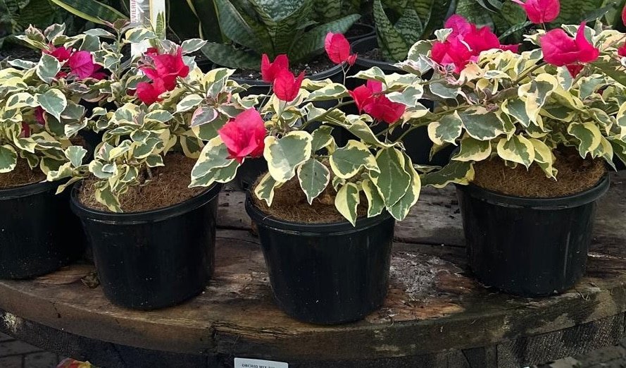 Bougainvillea-Garden-View-Nursery