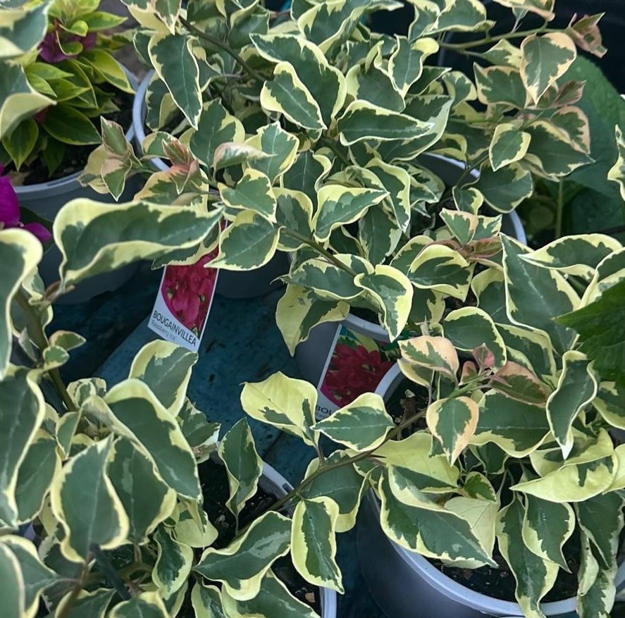 Bougainvillea-Garden-View-Nursery