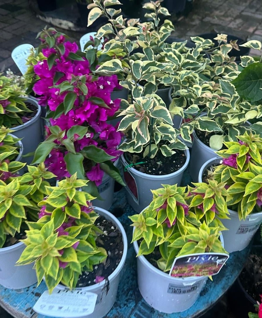 Bougainvillea-Garden-View-Nursery