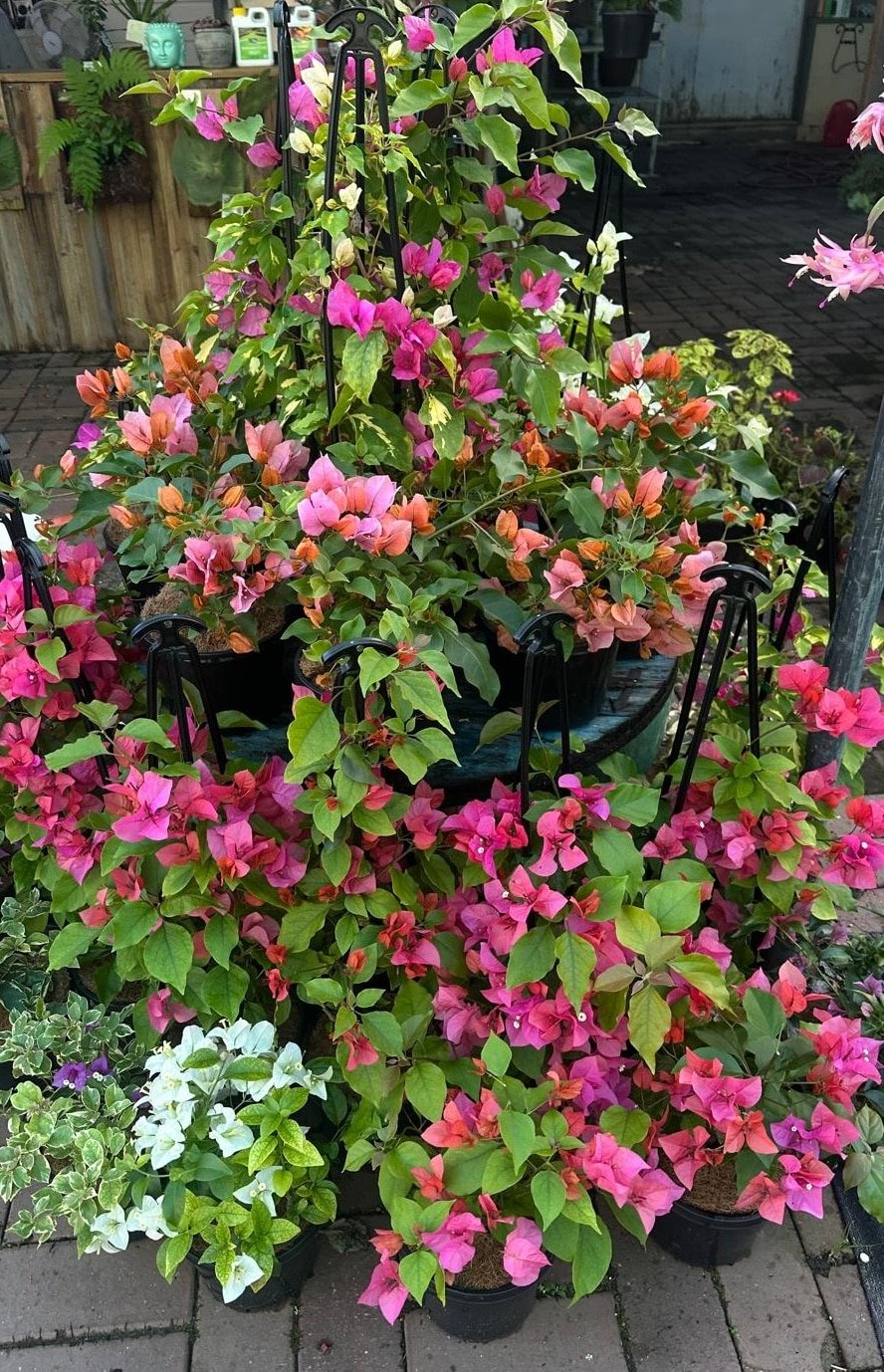 Bougainvillea-Garden-View-Nursery