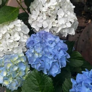 Hydrangea-Garden-View-Nursery