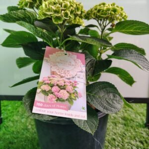 Gardenview plant nursery