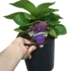 Screenshot 2025 02 19 122132 - GardenView Plant Nursery