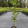 Screenshot 2025 02 19 122520 - GardenView Plant Nursery