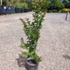 WhatsApp Image 2025 02 12 at 145347 03b40546 - GardenView Plant Nursery