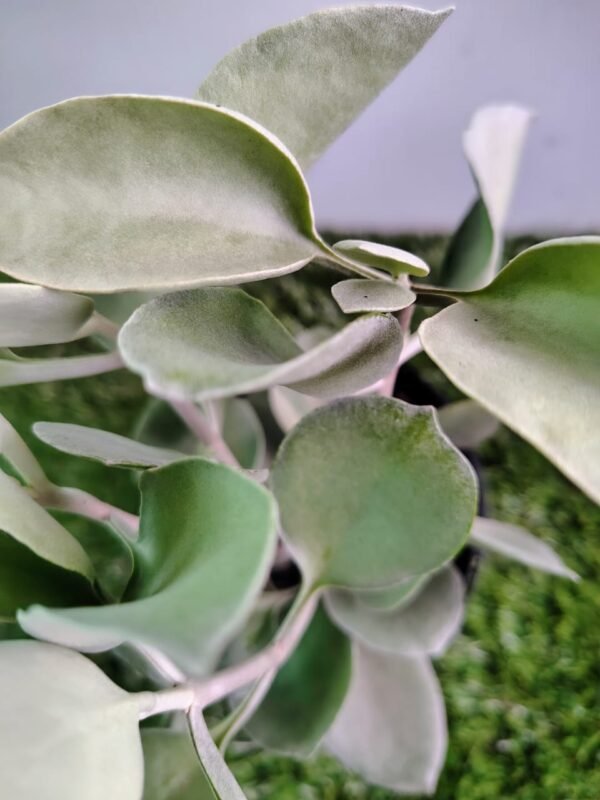 Kalanchoe Silver Spoon - Image 3