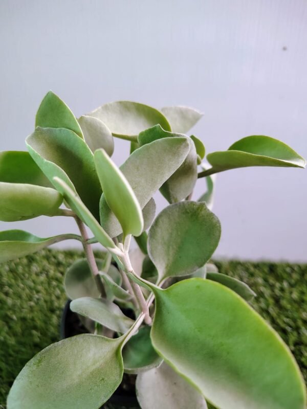 Kalanchoe Silver Spoon - Image 2