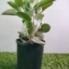 WhatsApp Image 2025 02 12 at 145348 b04d907d - GardenView Plant Nursery