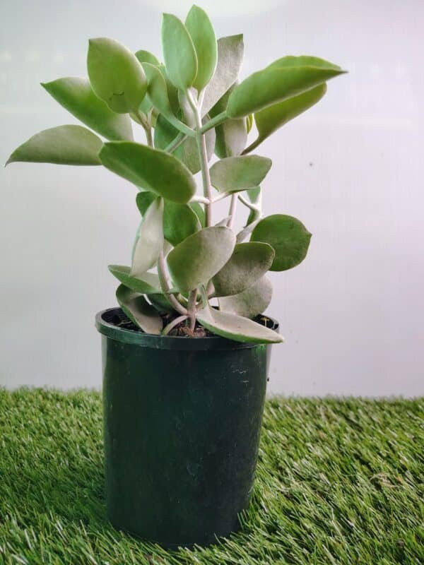 Kalanchoe Silver Spoon